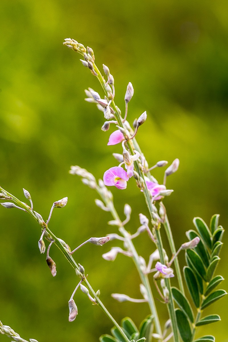 Tephrosia polystachya var. polystachya photo 4