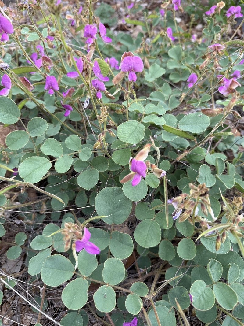 Edwards Plateau Hoarypea