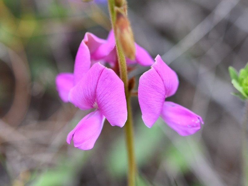 Edwards Plateau Hoarypea photo 2