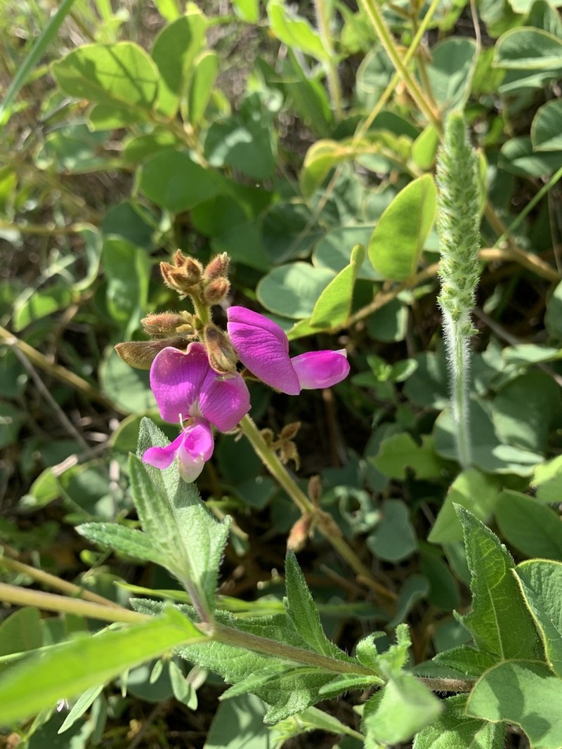 Edwards Plateau Hoarypea photo 3