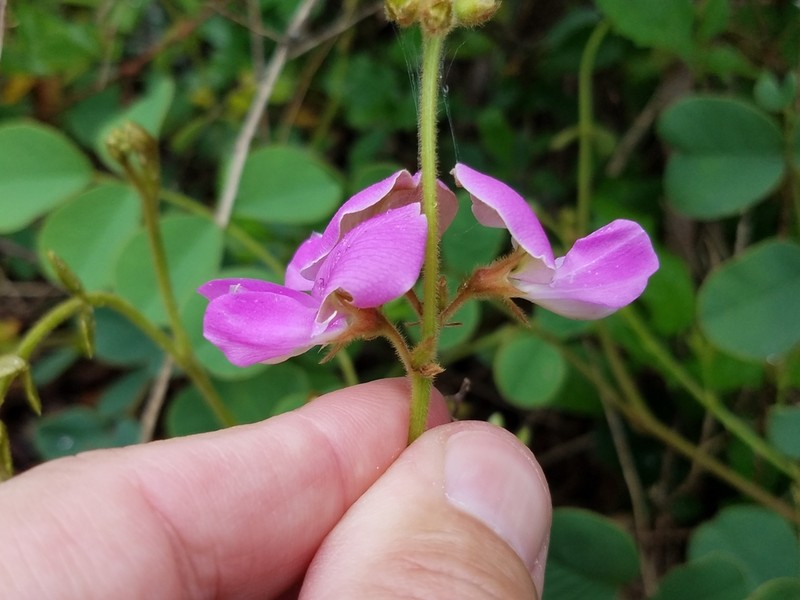 Edwards Plateau Hoarypea photo 4