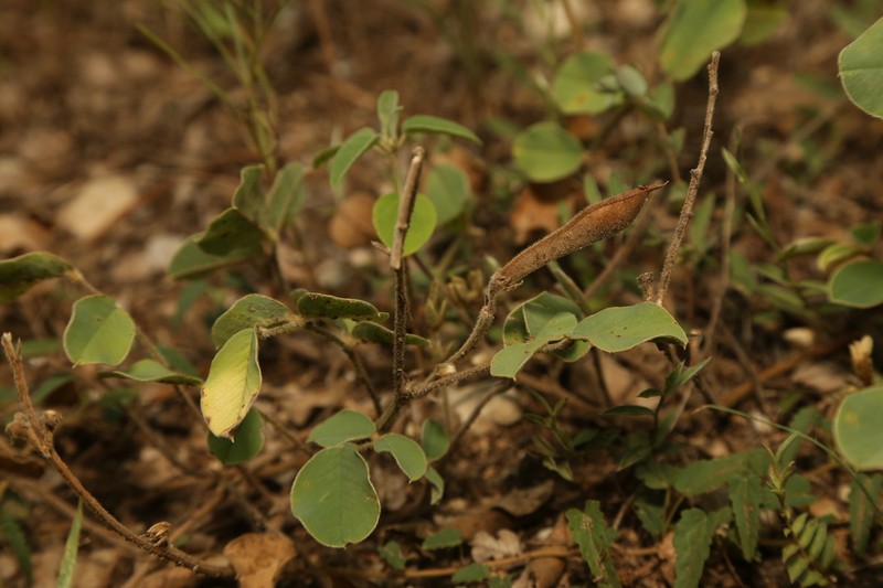 Edwards Plateau Hoarypea photo 5