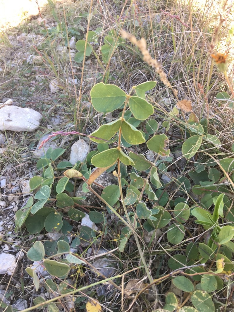 Edwards Plateau Hoarypea photo 6