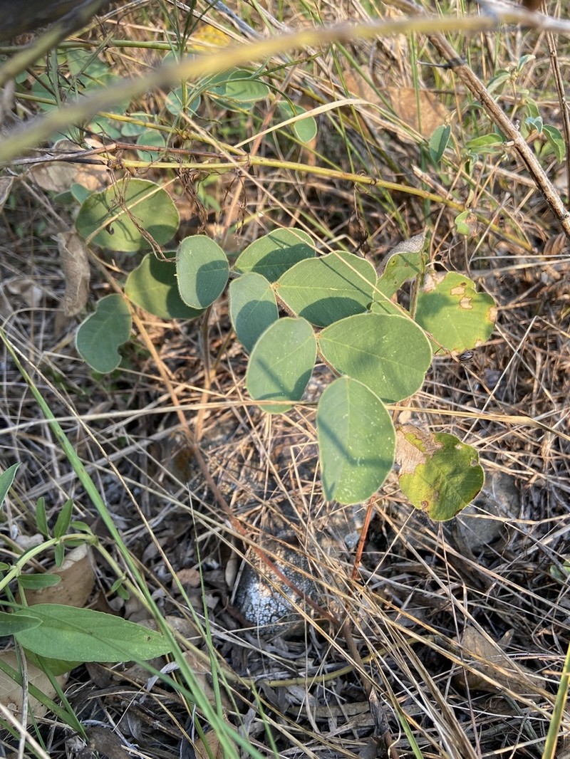 Edwards Plateau Hoarypea photo 7