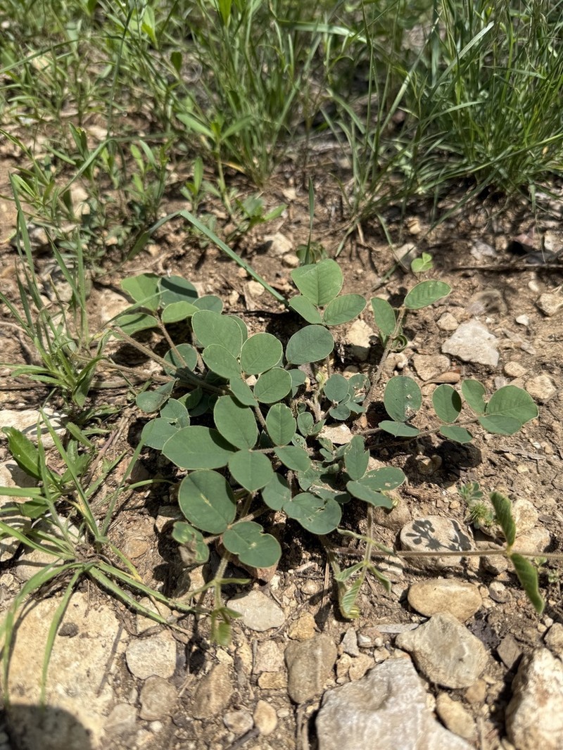 Edwards Plateau Hoarypea photo 8