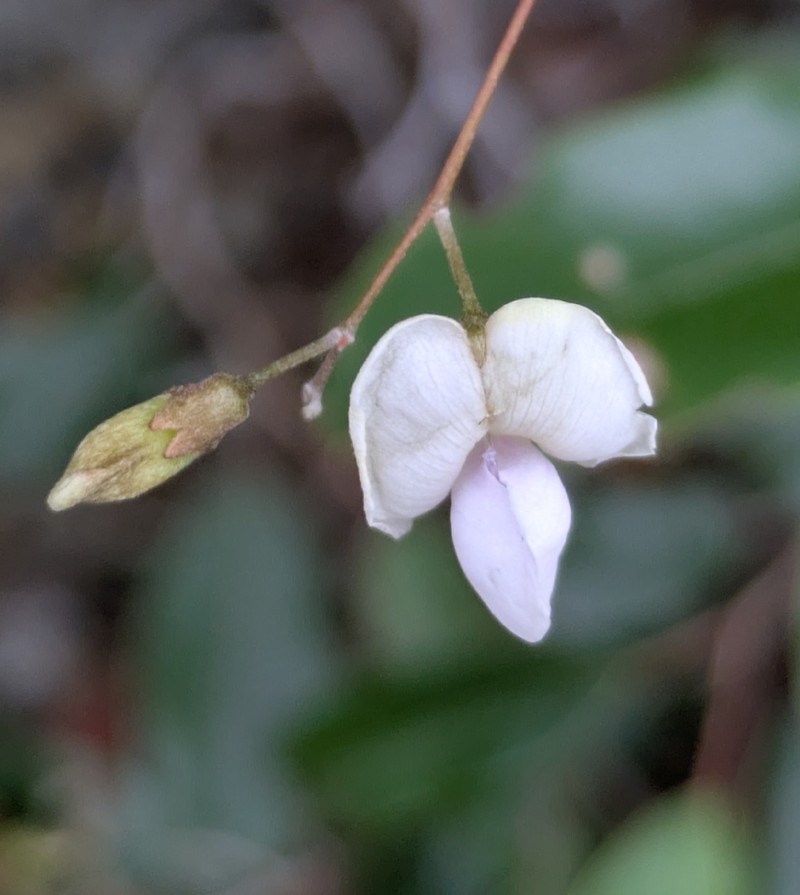Tephrosia purpurea subsp. purpurea