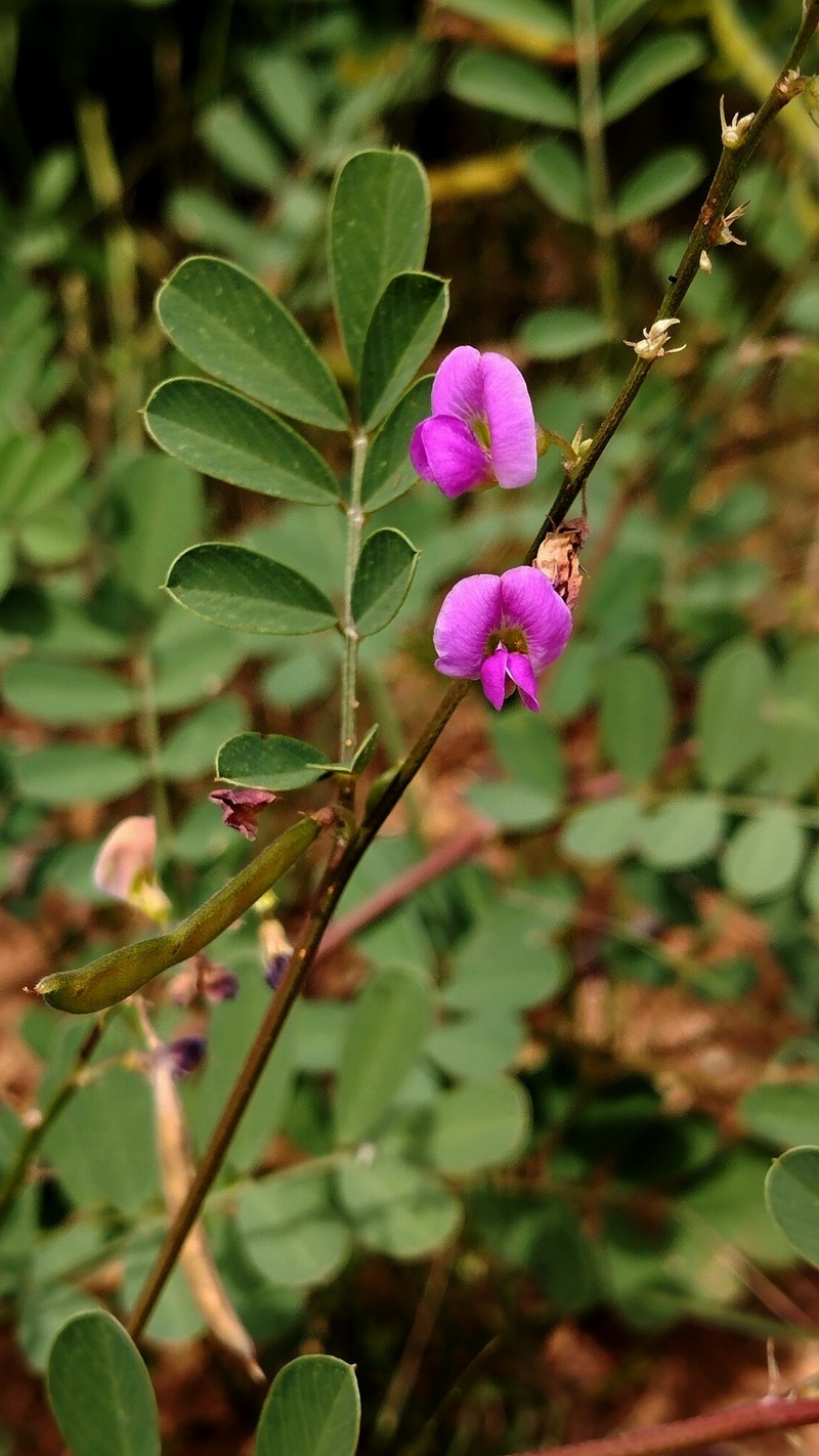 Tephrosia purpurea subsp. purpurea photo 2