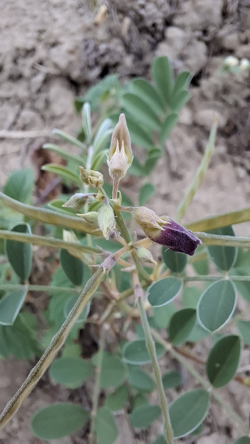 Tephrosia purpurea subsp. purpurea photo 3