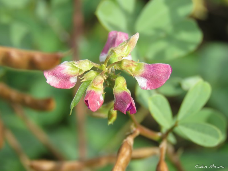 Tephrosia purpurea subsp. purpurea photo 4