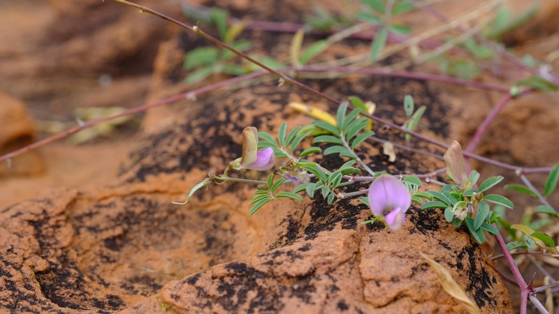 Tephrosia reptans var. reptans