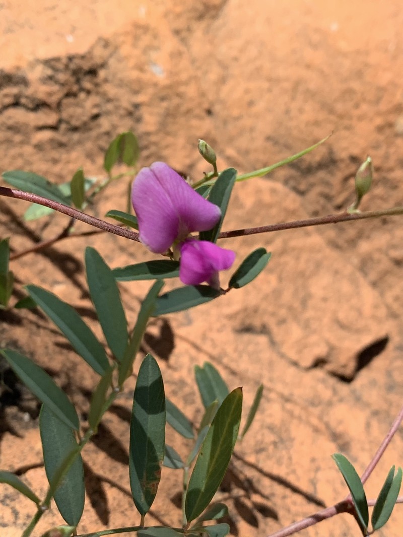 Tephrosia reptans var. reptans photo 2