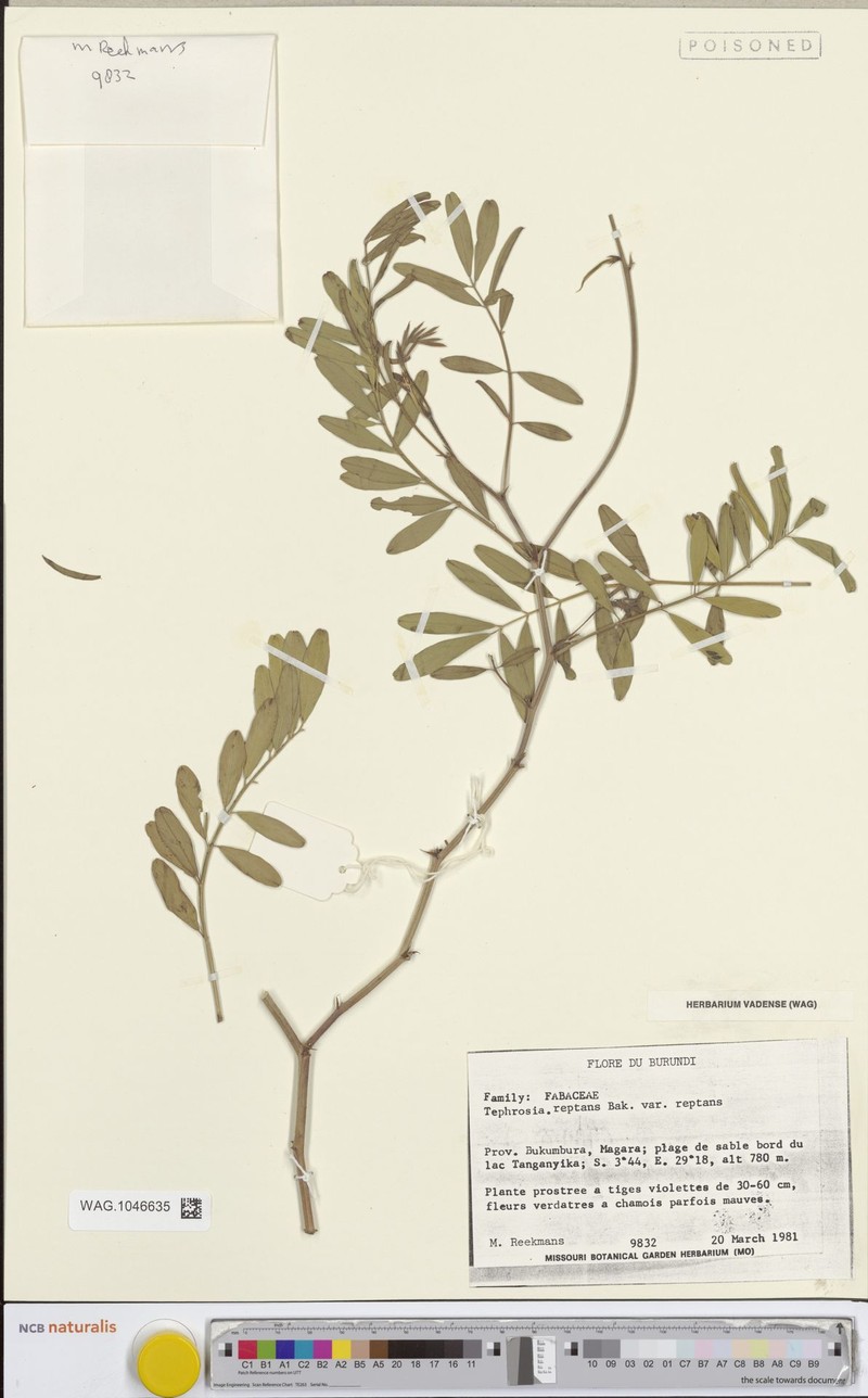 Tephrosia reptans var. reptans photo 4