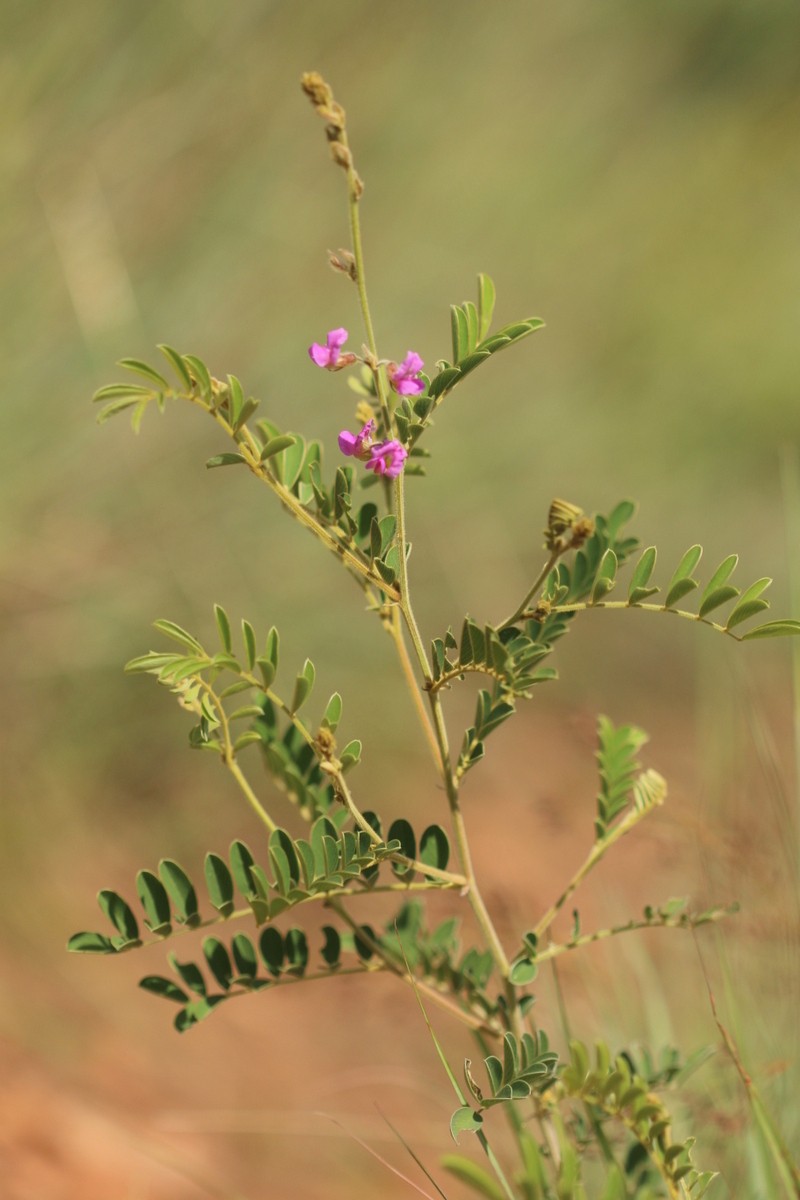Tephrosia rhodesica var. rhodesica