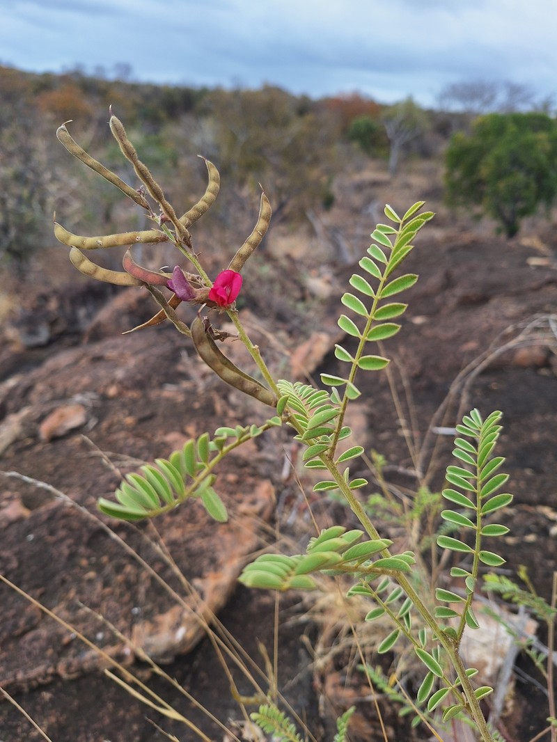 Tephrosia rhodesica var. rhodesica photo 2