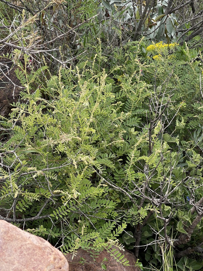 Tephrosia rhodesica var. rhodesica photo 3