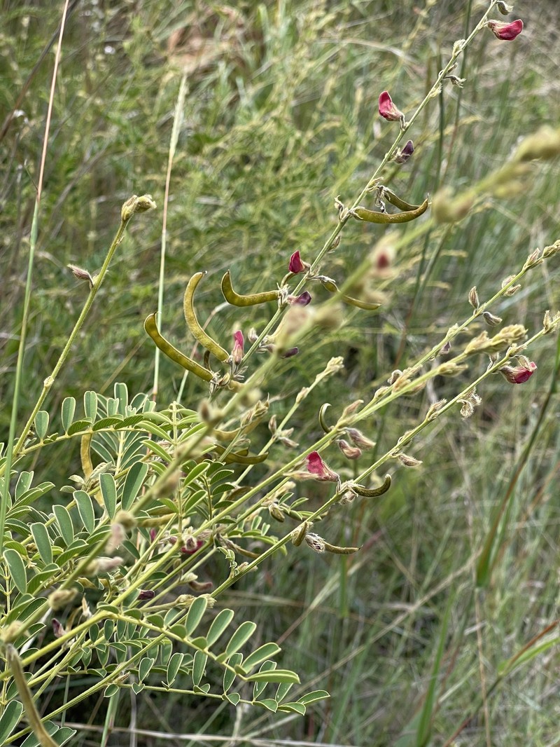 Tephrosia rhodesica var. rhodesica photo 4