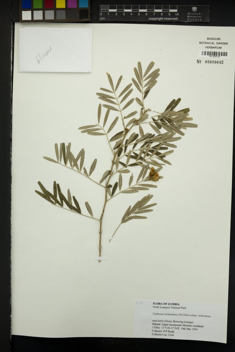 Tephrosia richardsiae subsp. richardsiae