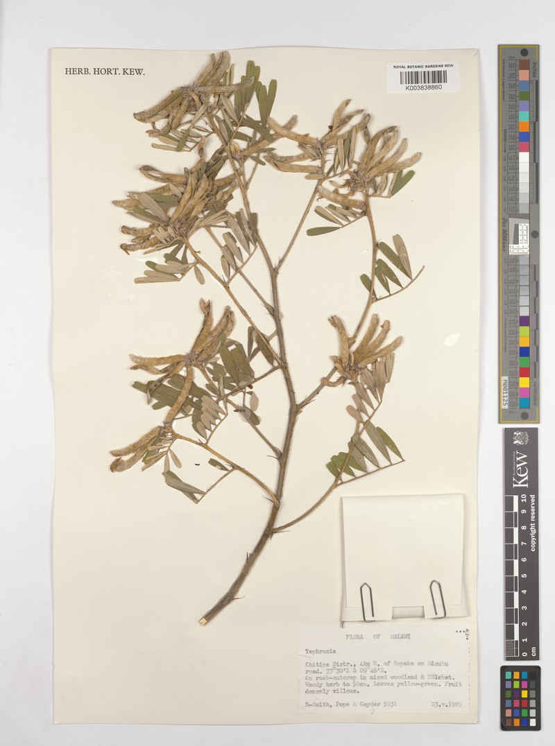 Tephrosia richardsiae subsp. richardsiae photo 2
