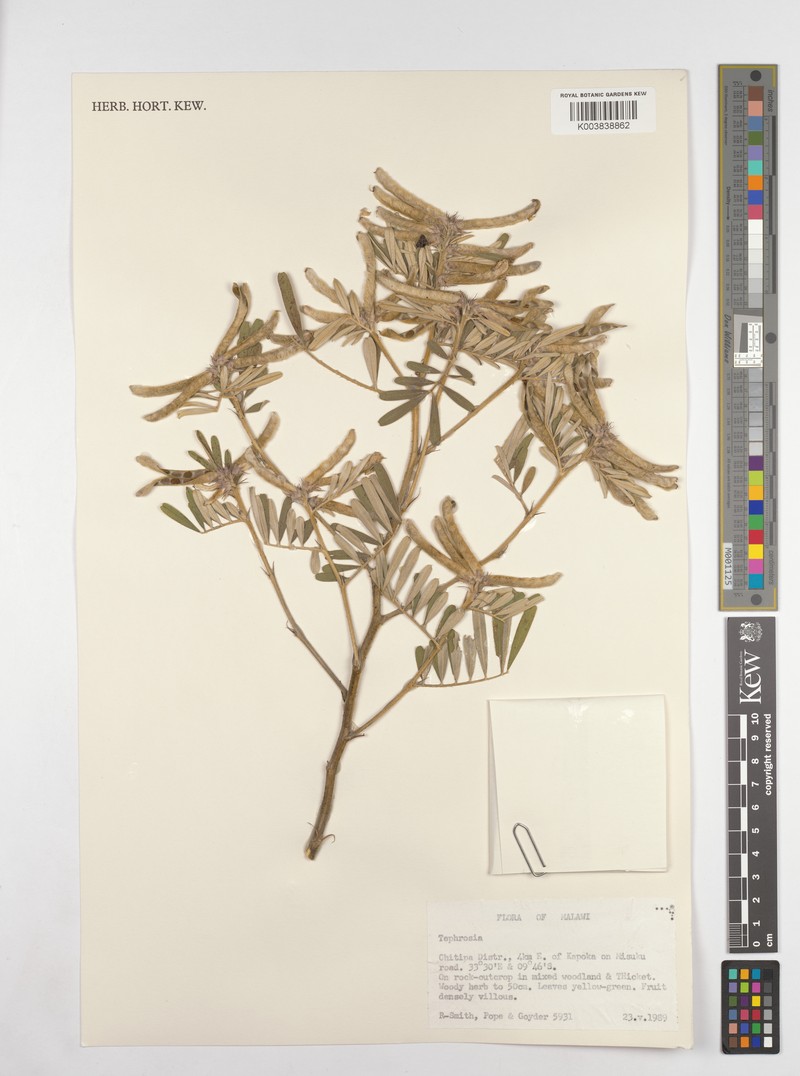Tephrosia richardsiae subsp. richardsiae photo 3