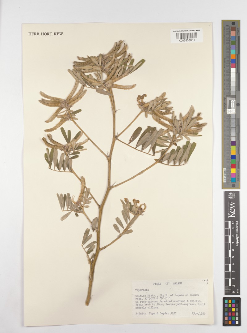 Tephrosia richardsiae subsp. richardsiae photo 4