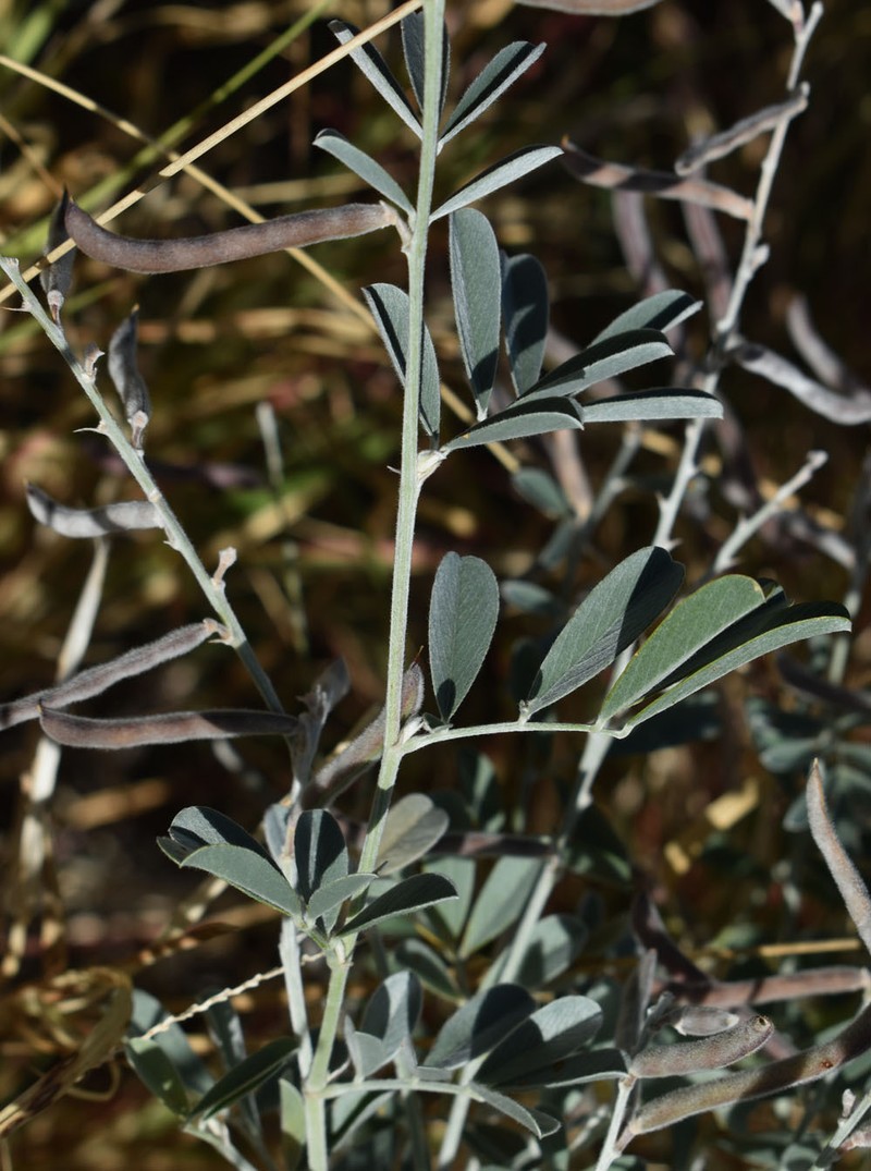 Tephrosia rosea var. rosea