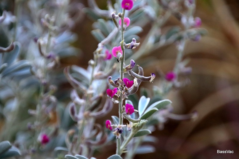 Tephrosia rosea var. rosea photo 2