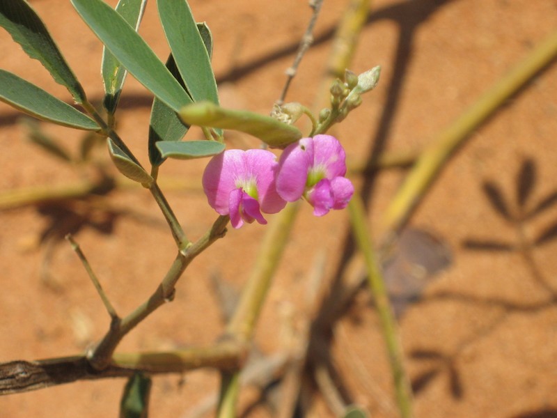 Tephrosia rosea var. rosea photo 3