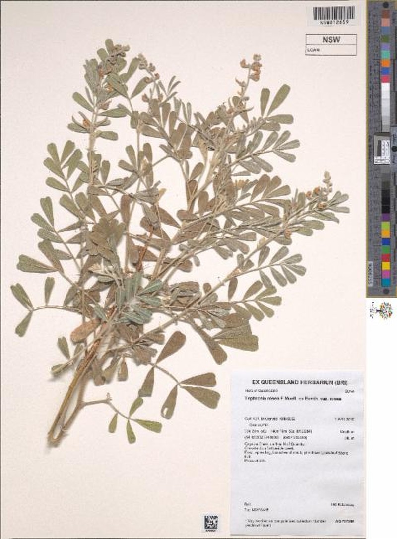 Tephrosia rosea var. rosea photo 4