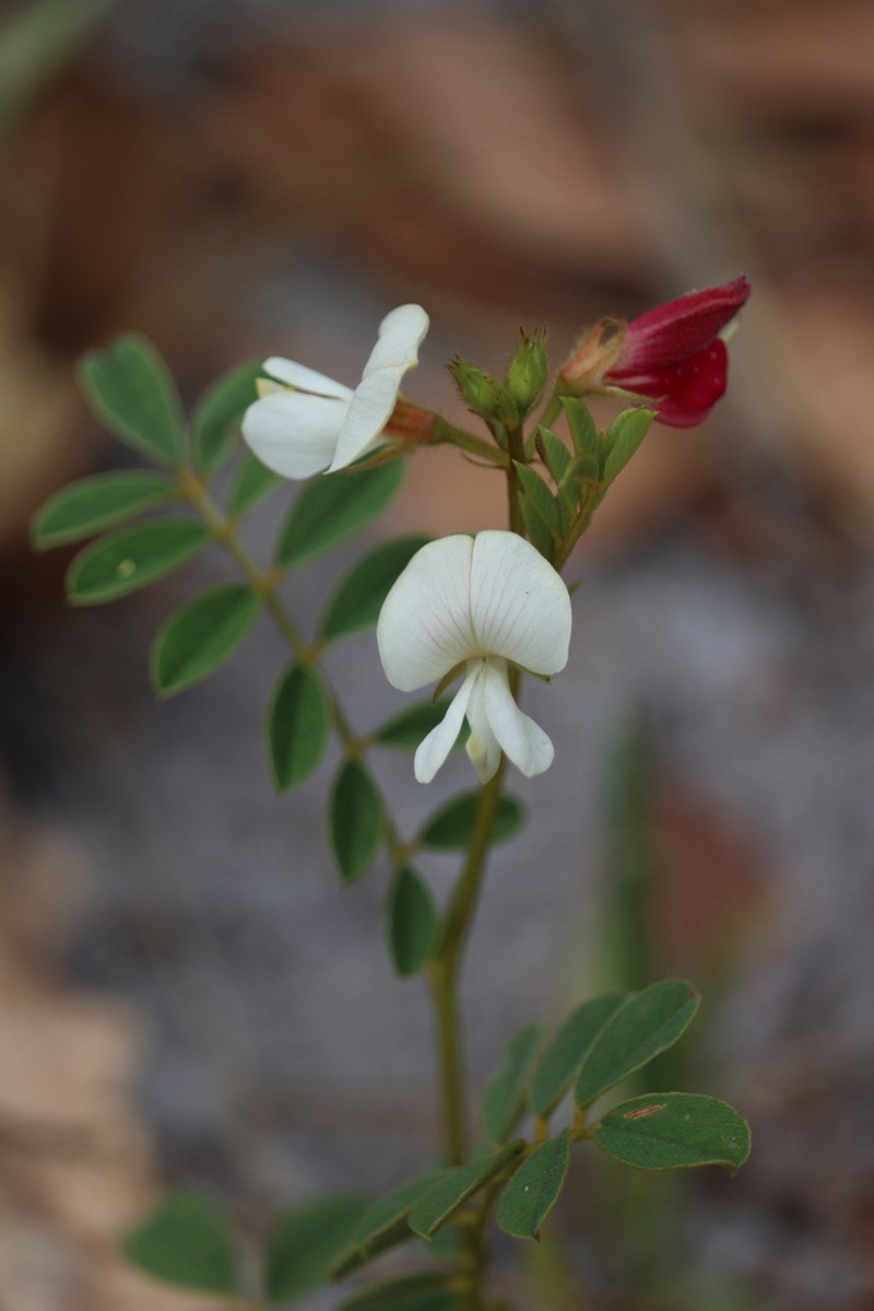 Rugel's Hoarypea