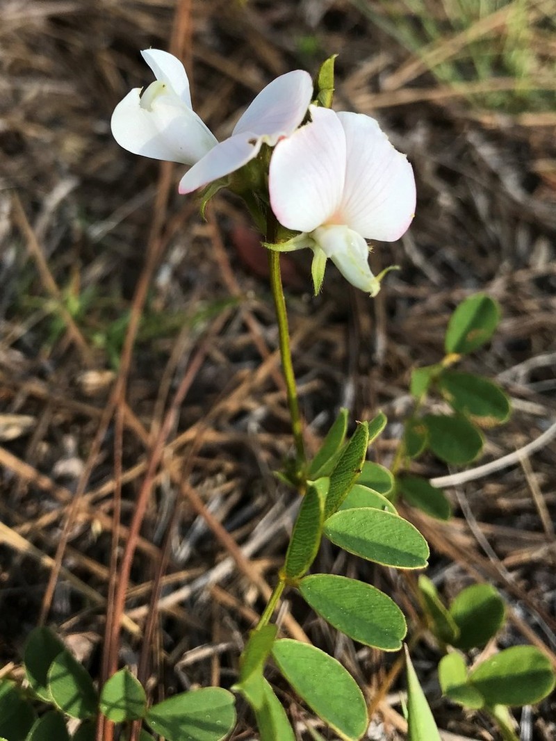 Rugel's Hoarypea photo 2