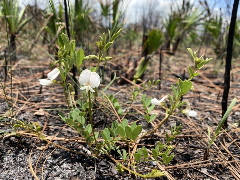 Rugel's Hoarypea photo 3