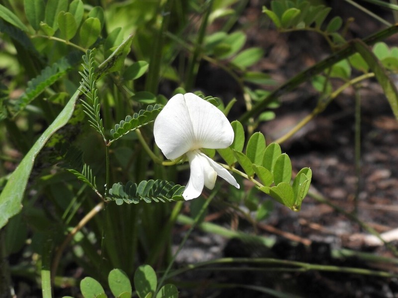 Rugel's Hoarypea photo 4