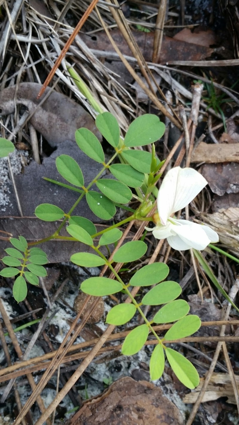 Rugel's Hoarypea photo 5