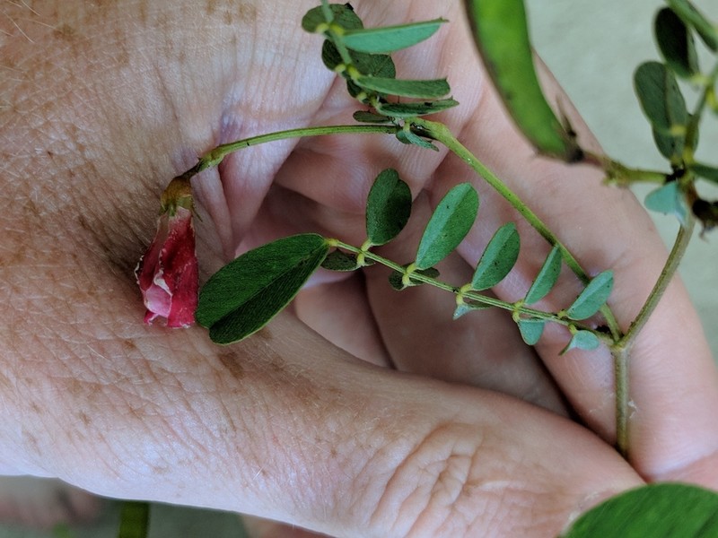 Rugel's Hoarypea photo 6