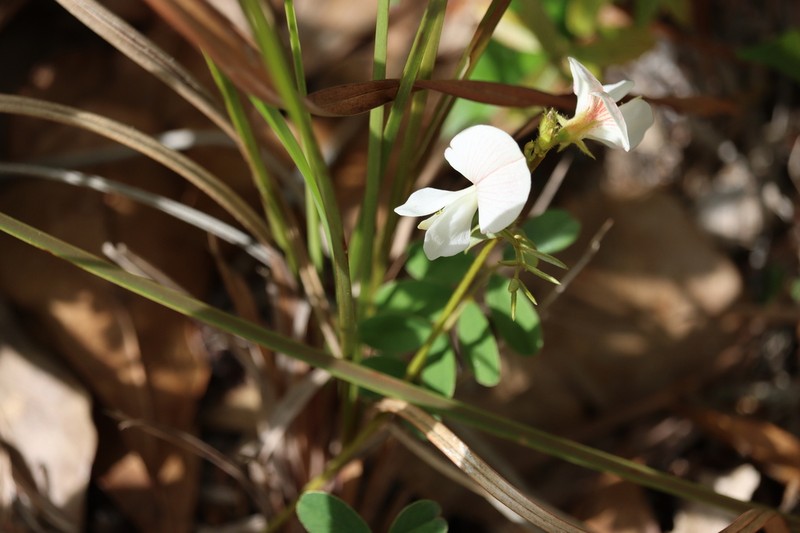 Rugel's Hoarypea photo 7
