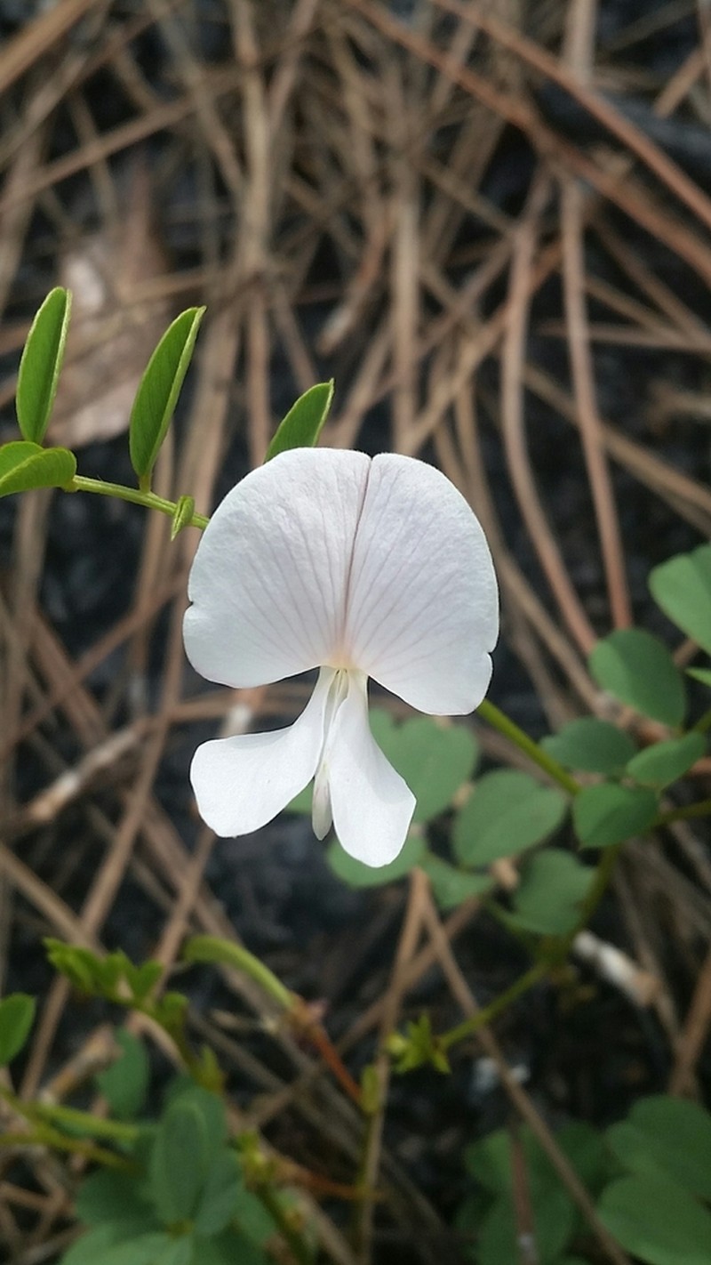 Rugel's Hoarypea photo 8