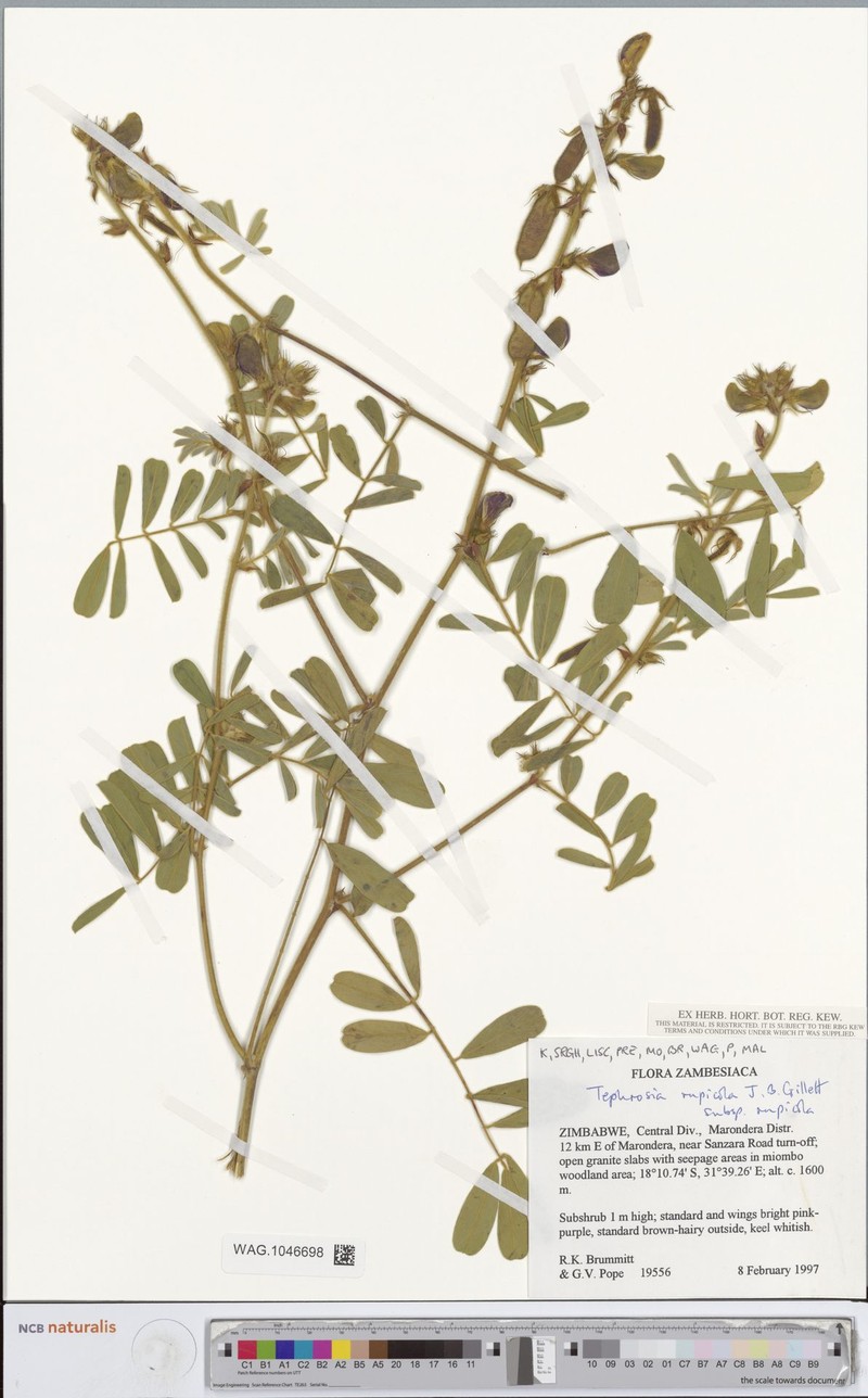 Tephrosia rupicola subsp. rupicola