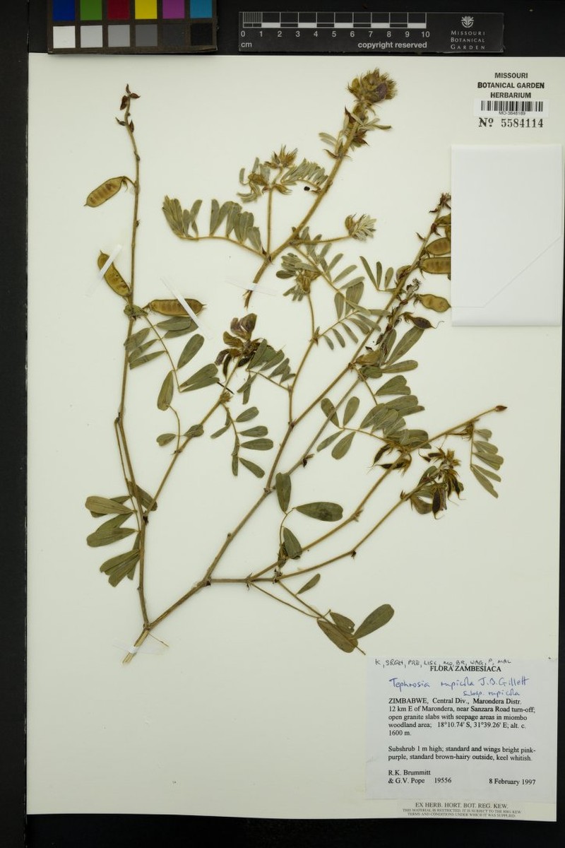 Tephrosia rupicola subsp. rupicola photo 2