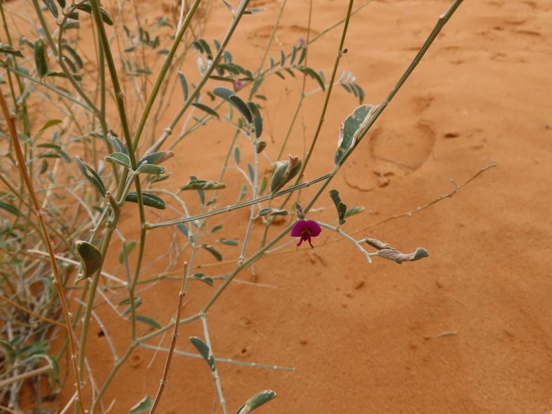 Tephrosia sabulosa