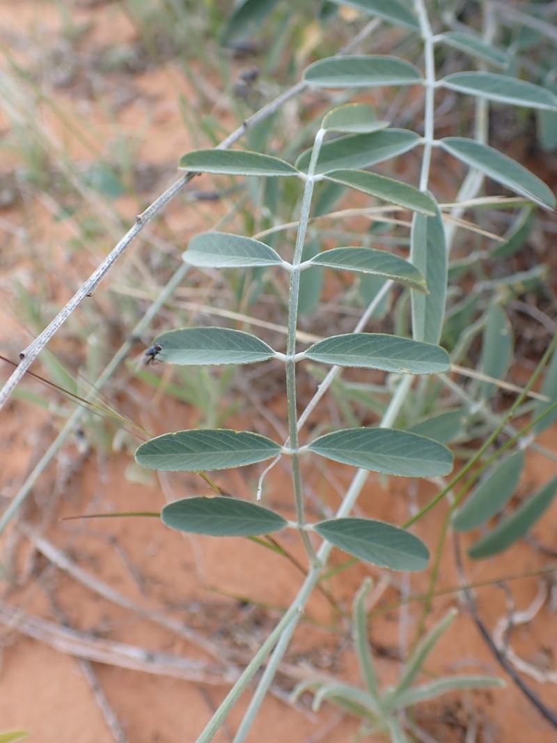 Tephrosia sabulosa photo 3
