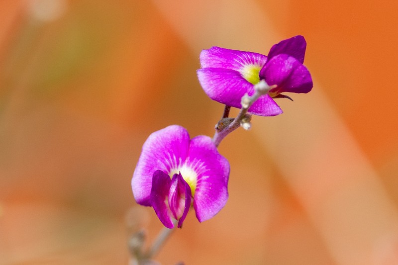 Tephrosia sabulosa photo 6
