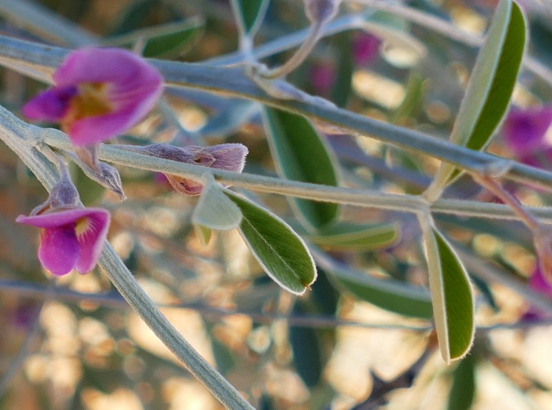 Tephrosia sabulosa photo 7