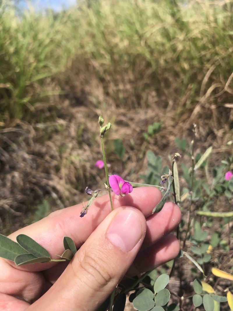 Anil Racimillo photo 2