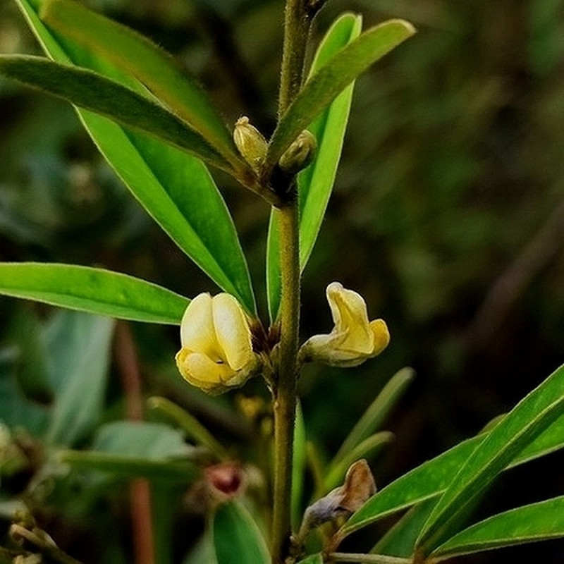 Sessileflower Hoarypea