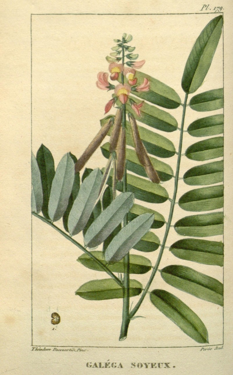 Hoarypea photo 2