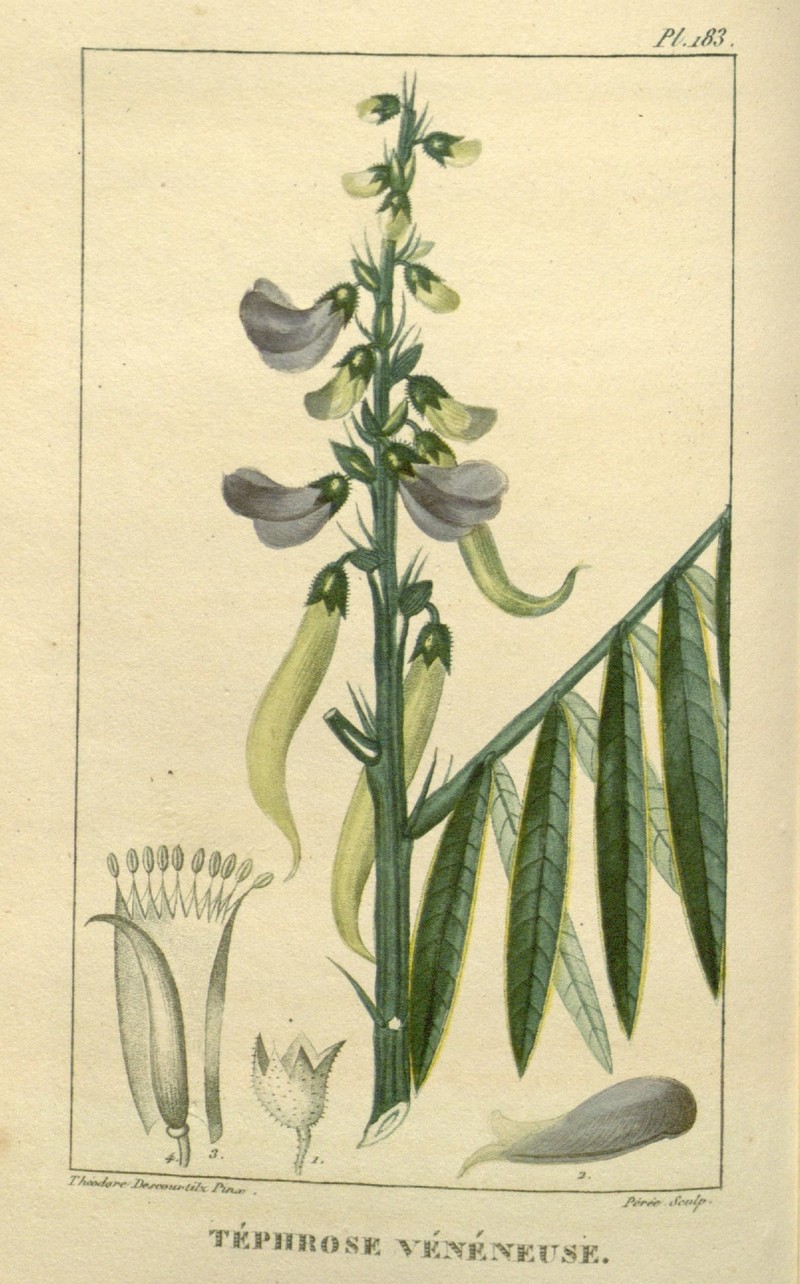 Hoarypea photo 3