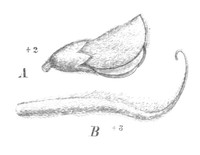 Hoarypea