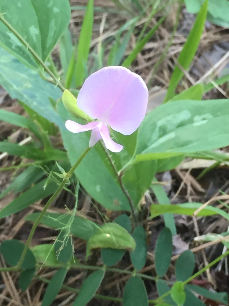 Spiked Hoarypea photo 3