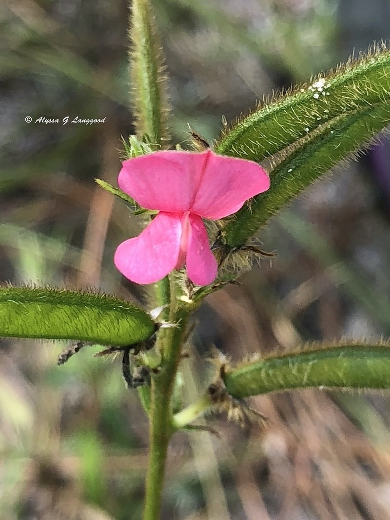 Spiked Hoarypea photo 4