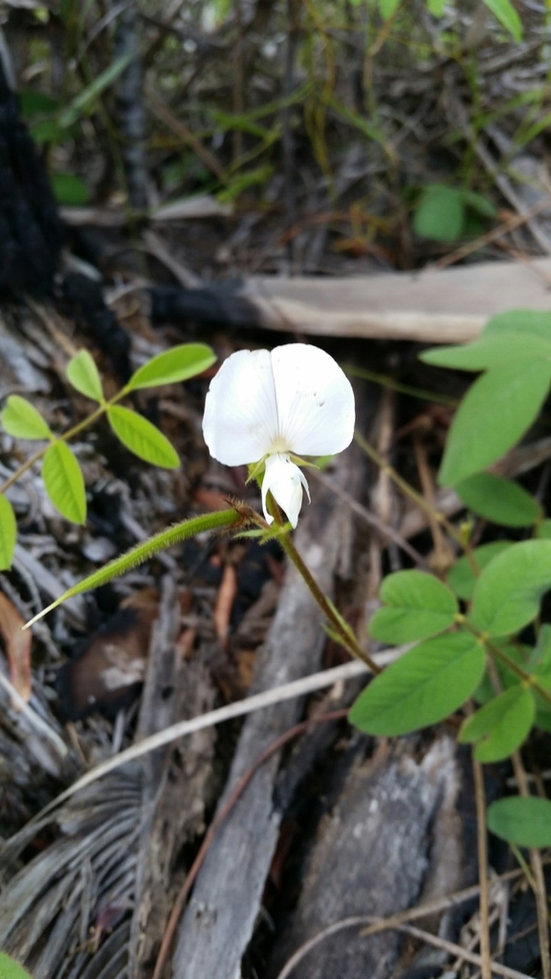 Spiked Hoarypea photo 5